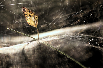 jesienny liść uwięziony w pajęczynie - obrazy, fototapety, plakaty