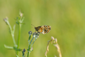 The heath fritillary (Melitaea athalia) sitting on the grass blade with green background