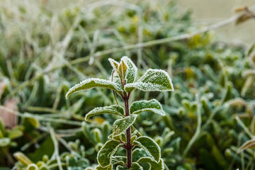 Bush of tree frozen.