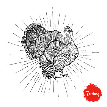 Turkey Hand Drawn