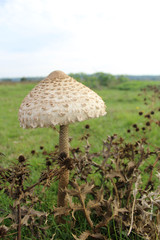 Champignon Coulemelle