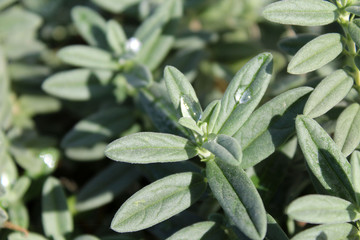 H&eacute;lianth&egrave;me et ros&eacute;e