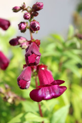 Penstemon pourpre