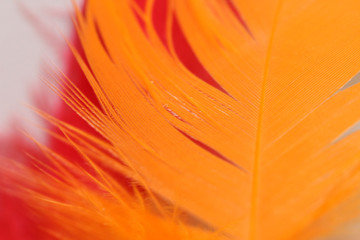 PLume orange