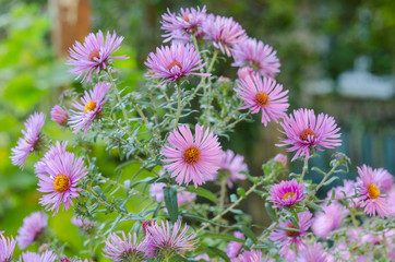 Obraz premium Bouquet of pink garden flowers