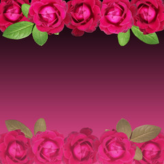 Beautiful floral background of roses 