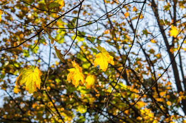 Yellow autumn maple leave