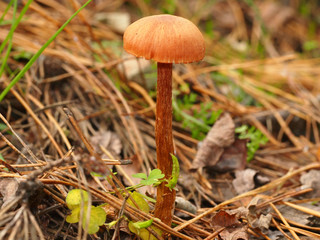 Mushrooms in the forest. Autumn forest.