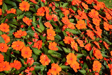 Naklejka na ściany i meble Red flowers in home park garden.