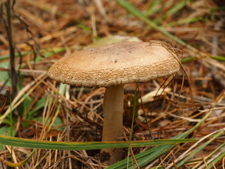 Mushrooms in the forest. Autumn forest.