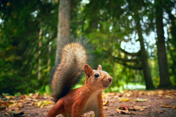 squirrel redhead in the forest. wild, tamed, begging food from passers-by waiting for a treat. on a background of autumn, yellow leaves.