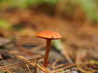 Mushrooms in the forest. Autumn forest.