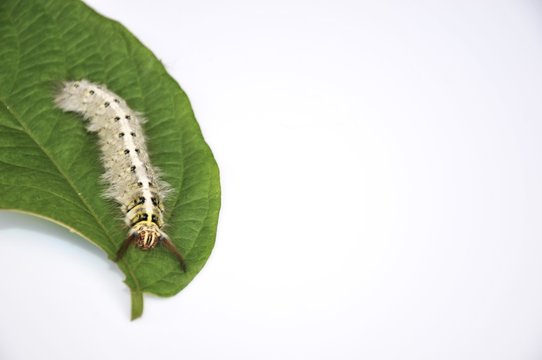 Worm the caterpillars eating leaves and stems of plants.