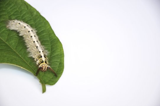 Worm the caterpillars eating leaves and stems of plants.