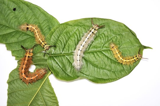 Worm the caterpillars eating leaves and stems of plants.