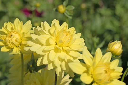 Gelbe Dahlien, Dahlias