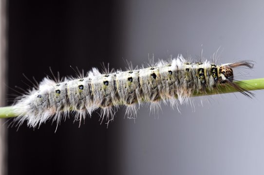 Worm the caterpillars eating leaves and stems of plants.
