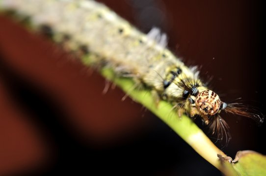 Worm the caterpillars eating leaves and stems of plants.