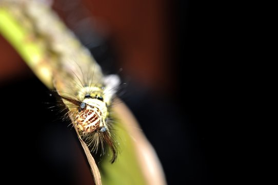 Worm the caterpillars eating leaves and stems of plants.