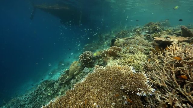 Healthy thriving coral reef in the Raja Ampat islands, Indonesia 