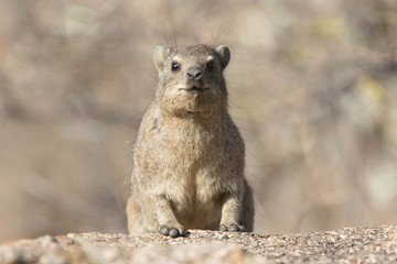 mammals of africa