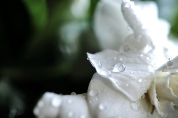 A Gardenia jasminoides flower in rain drops against a dark background. A white Gardenia jasminoides flower, another name of this flower is Cape jasmine, Gardenia jasmine
