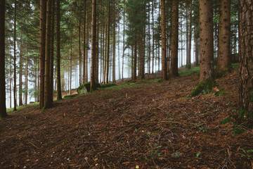 Nebel im herbstlichen Bayerischen Wald