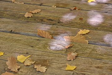 Leaves on a bench