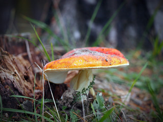 Mushrooms in the forest. Autumn forest.