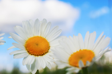 Fototapeta premium Chamomile among flowers