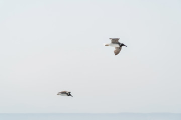 Fototapeta na wymiar several hovering seagulls in the blue sky