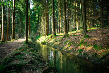 Bach mitten im Bayerischen Wald