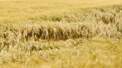 Close up of a Wheat field in sunlight