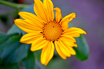 Sun flower
