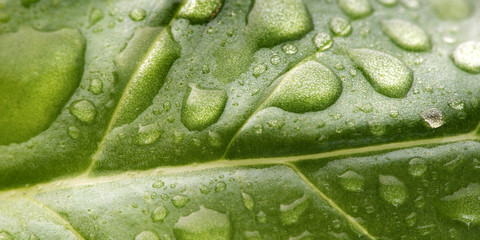 Basilikumblatt mit Wassertropfen, Nahaufnahme