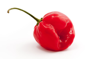 Roter, runder Chili