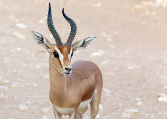 Antilope Dorcas
