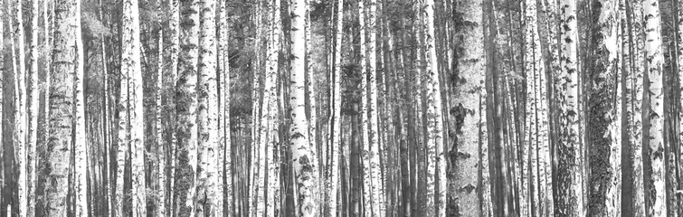 Foto op Plexiglas The trunks of birch trees. Black and white panorama with birches in retro style. © yarbeer