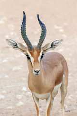 Dorcas Antelope