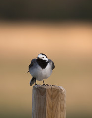 White wagtail (Motacilla alba)