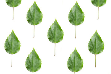 Green leaf, flat lay