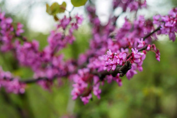 Close up of violet blossoming Cercis siliquastrum