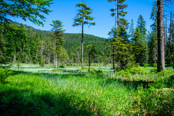 Obraz premium Wald beim Arber See im Bayerischen Wald