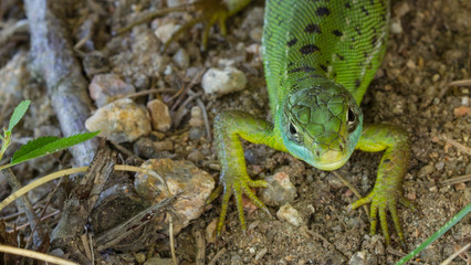 Green Lizard