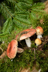 Mushrooms fall red heads green moss collect forest spruce branches spruce