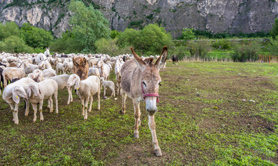 Fototapeta premium Flock of sheep and a donkey
