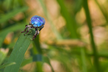 blue Bug