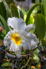 Fototapeta premium Beautiful white and yellow orchid