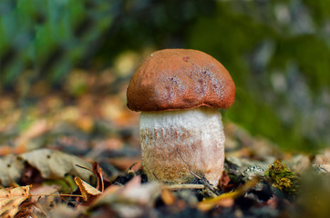 Cep mushroom growing in autumn forest. Boletus