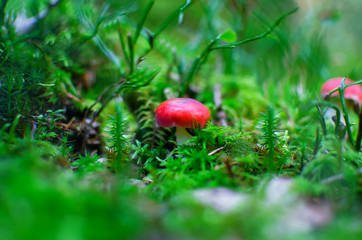 Single small red mushroom in green moss. Rusula